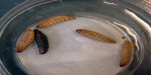 Making A Waxworms Habitat Frequently Asked Questions